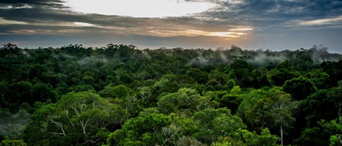 a33e7cc12a_50175896_foret-amazonie-emissions-carbone-co2